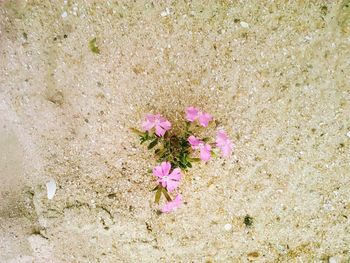 Close-up of pink flowers blooming on beach