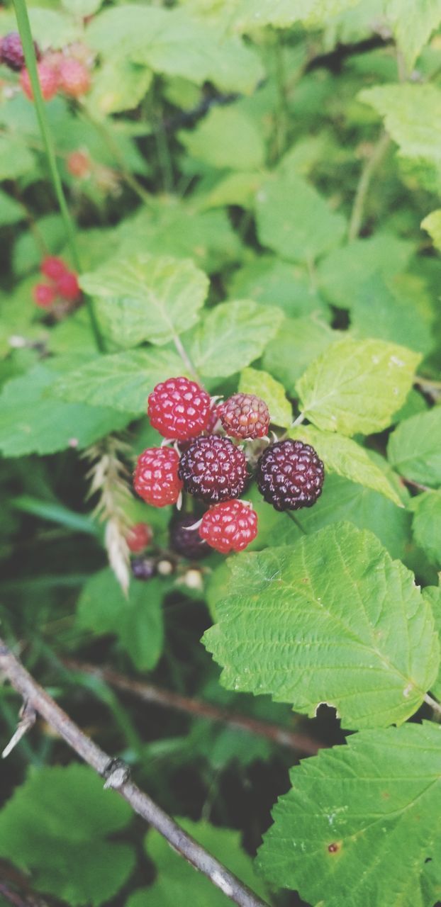 fruit, healthy eating, berry fruit, plant part, food and drink, leaf, food, freshness, green color, wellbeing, growth, plant, close-up, nature, red, no people, day, raspberry, ripe, beauty in nature