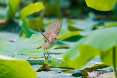 Close-up of bird flying over water