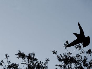 Low angle view of silhouette bird flying against clear sky