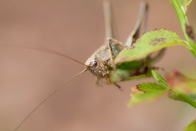 Close-up of insect