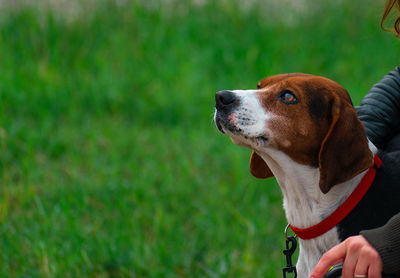 Close-up of a dog looking away