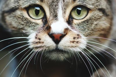 Close-up portrait of a cat