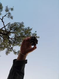 Low angle view of hand holding plant against sky