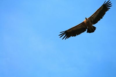 Low angle view of vulture flying against blue sky