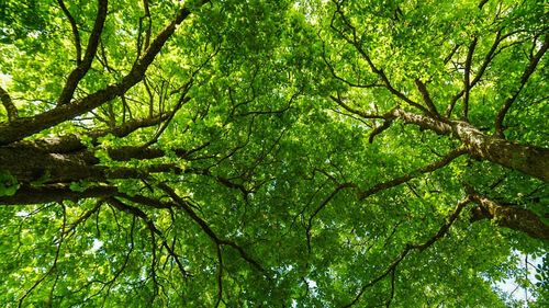 Low angle view of trees in forest