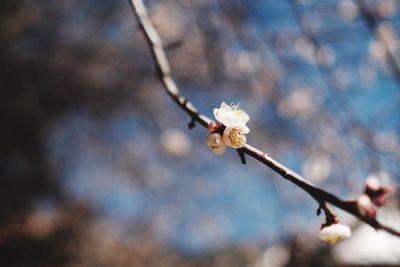 Close-up of flower on branch