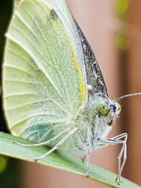 Close-up of butterfly on leaf