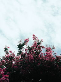 Low angle view of flower tree against sky