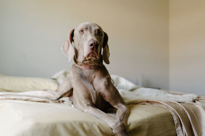 Portrait of dog sitting on bed at home