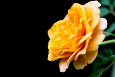 Close-up of yellow rose against black background