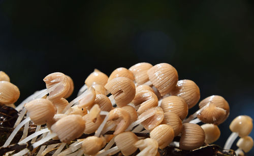 Close-up of shells on black background