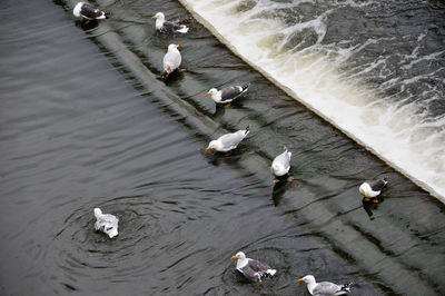 Photo of birds foraging in a river in bath, england