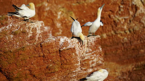 Birds perching on wall