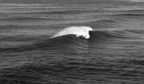 View of animal swimming in sea