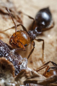 Red ant foraging on succulents