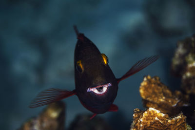 A stoplight parrotfish cruises the reef in bonaire, netherlands.