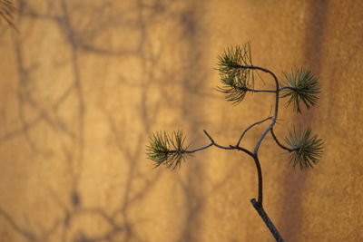 Close-up of dry plant against wall