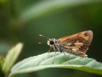 Close-up of butterfly on leaf