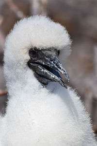 Close-up of a bird