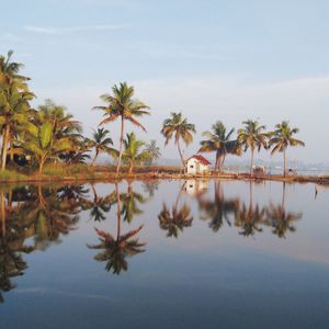 Palm trees by lake against sky