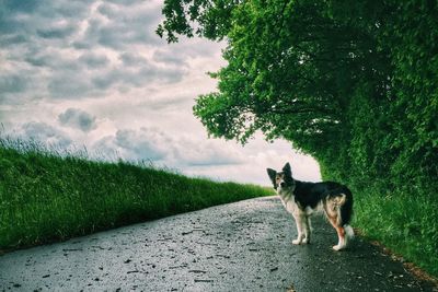 Dog on road