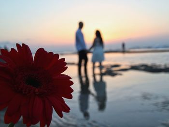 Close-up of flower against sky at sunset
