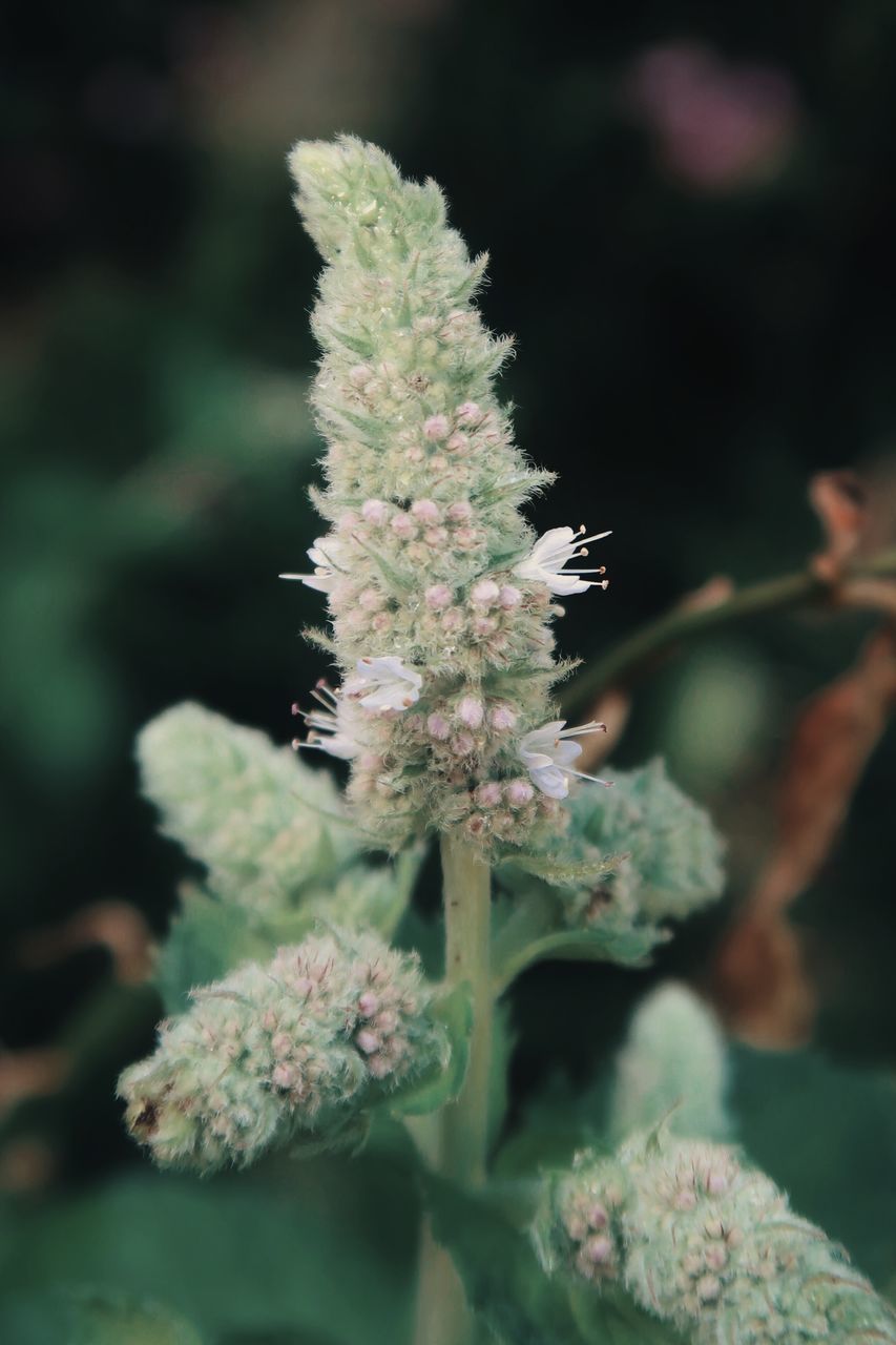 CLOSE-UP OF FLOWERING PLANT