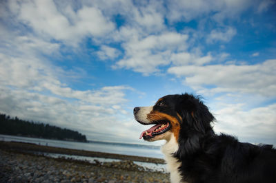 Close-up of dog against sky