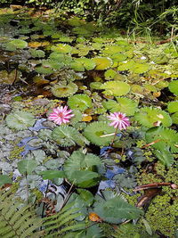 High angle view of pink lotus water lily in lake