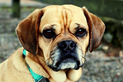 Close-up portrait of dog