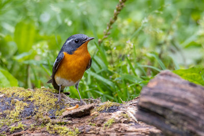 A migration bird mugimaki flycatcher on the branch found in sabah borneo