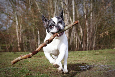 Dog running on ground