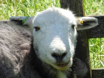 Close-up of sheep on field