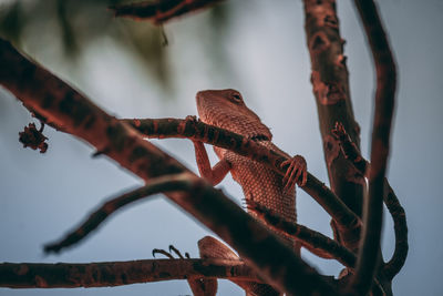 Close-up of lizard on branch against sky