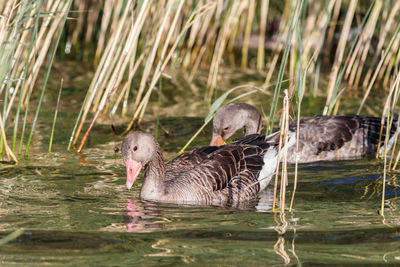 Ducks in a lake