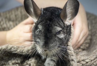 Close-up of hand holding cat