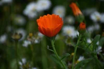 Close-up of orange flowering plants on field