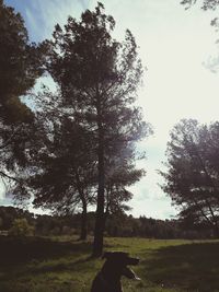 Trees on field against sky