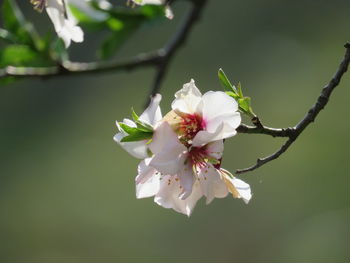 Close-up of cherry blossoms in spring