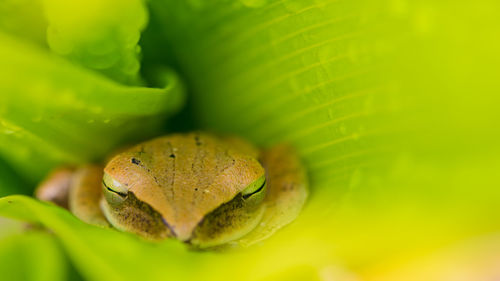 Macro shot of green lizard