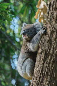 Koala, adelaide hills, south australia, australia.