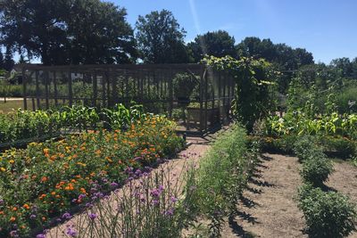 View of flowering plants in garden