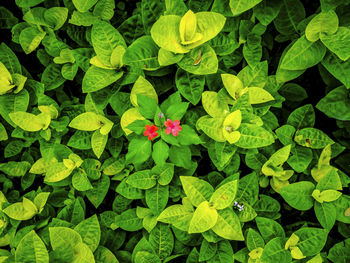 High angle view of flowering plant