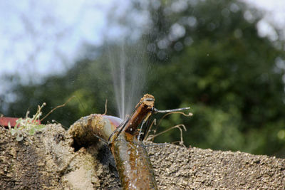 Close-up of lizard on tree