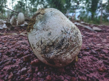 Close-up of stones on rock