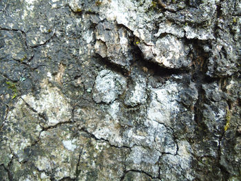 Full frame shot of tree