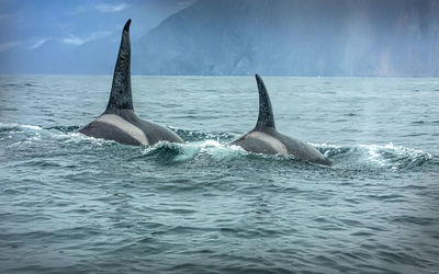 Two killer whales in the wild resting. selective focus