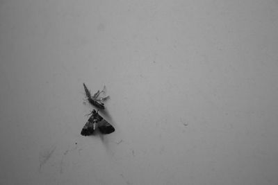 High angle view of insect on white background