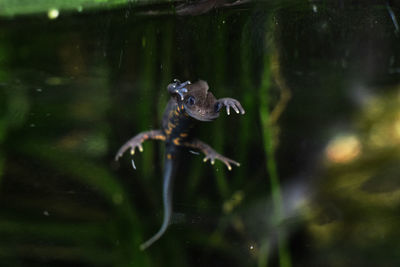 Frog swimming in sea